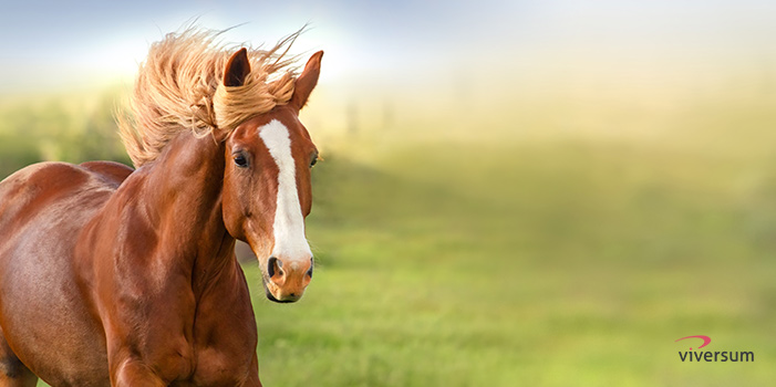 Bedeutung Pferd Spirituell