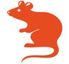 Das chinesische Tierkreiszeichen Ratte – geistreich und intelligent
