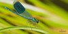 Krafttier Libelle – Verkörperung der Leichtigkeit