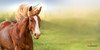 Krafttier Pferd – Menschliche Vertraute voller Freiheitsdrang