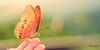 Krafttier Schmetterling – Der schillernde Meister der Metamorphose