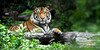 Krafttier Tiger – Meister der Lebenskraft 